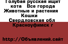 Голубая русская ищит кота - Все города Животные и растения » Кошки   . Свердловская обл.,Красноуфимск г.